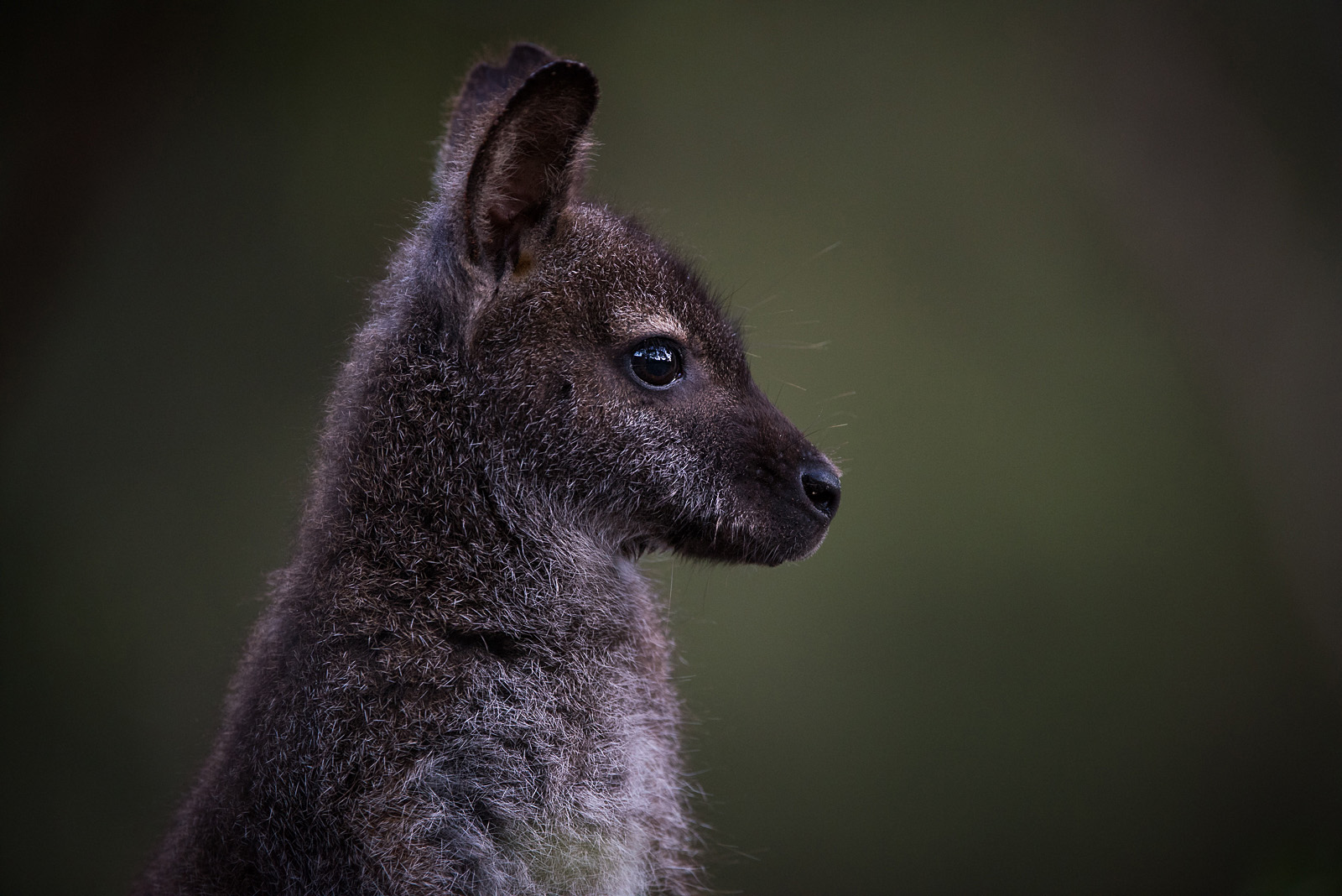 Wallaby Portrait Sean Crane Photography