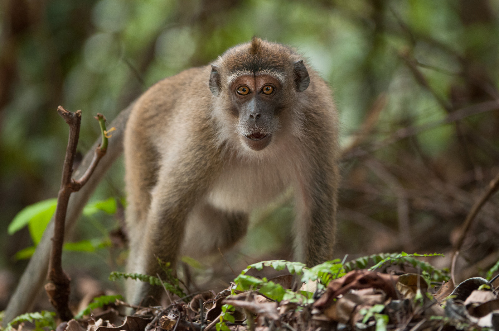 Long-Tailed Macaque | Sean Crane Photography