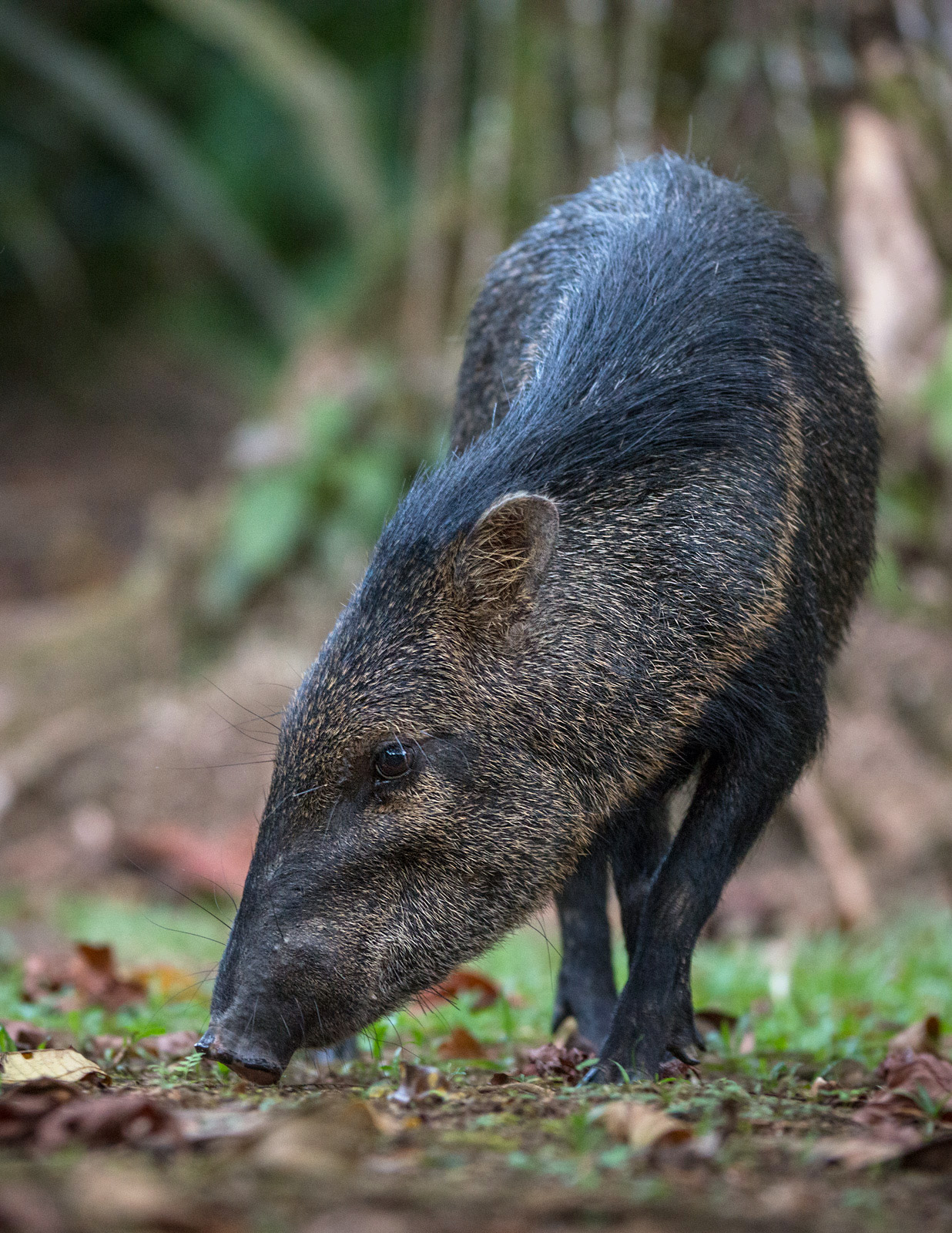 What Is A Peccary