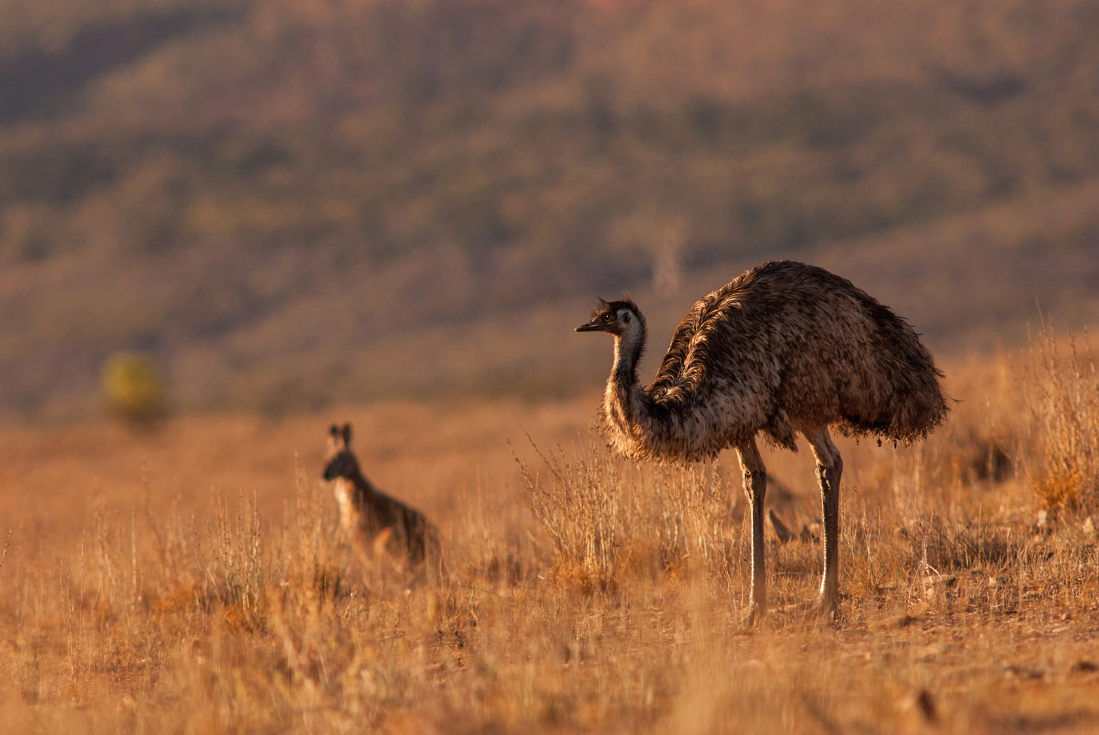 what-does-an-emu-have-to-do-with-insurance-btp-unite