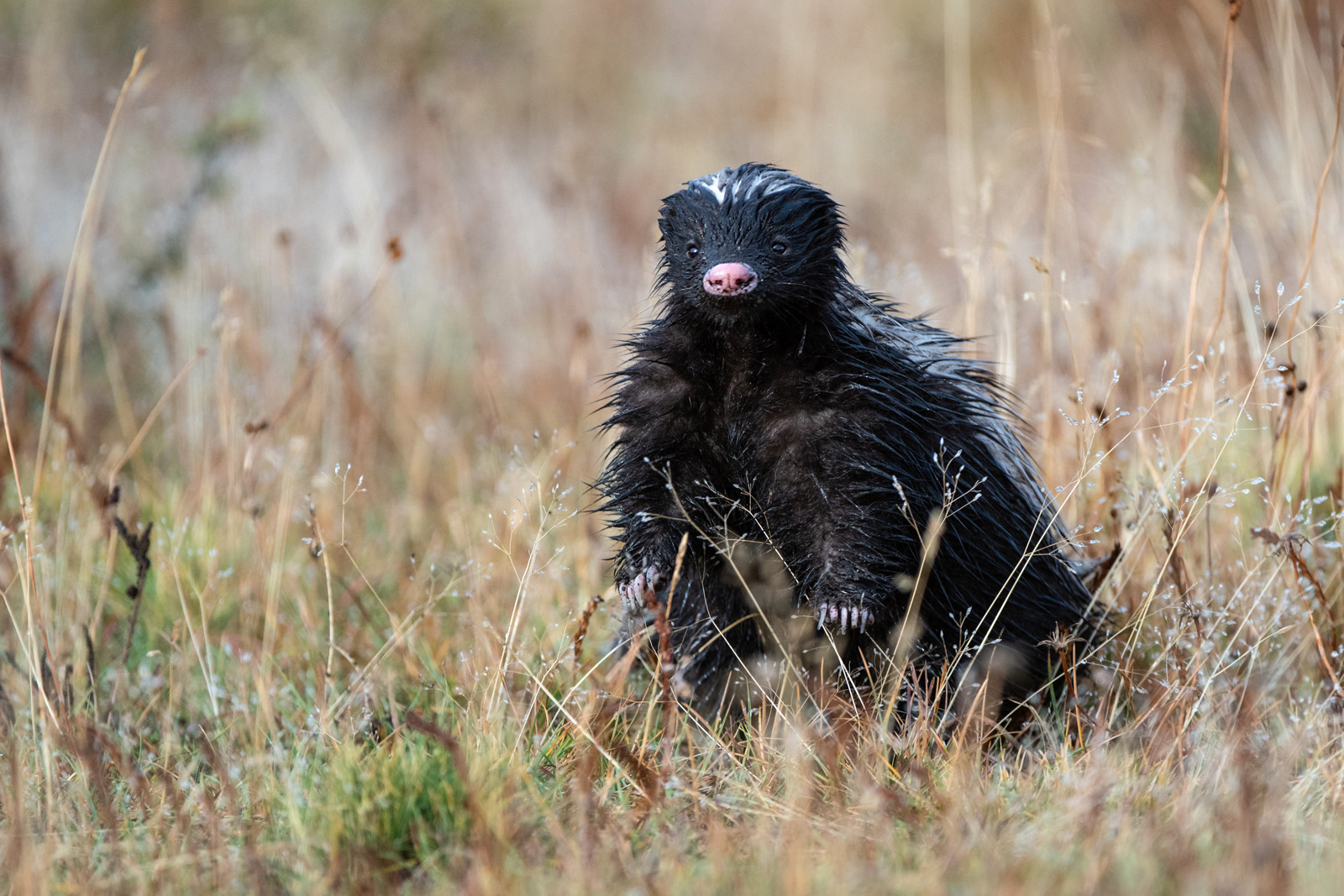 Hog Nosed Skunk Sean Crane Photography