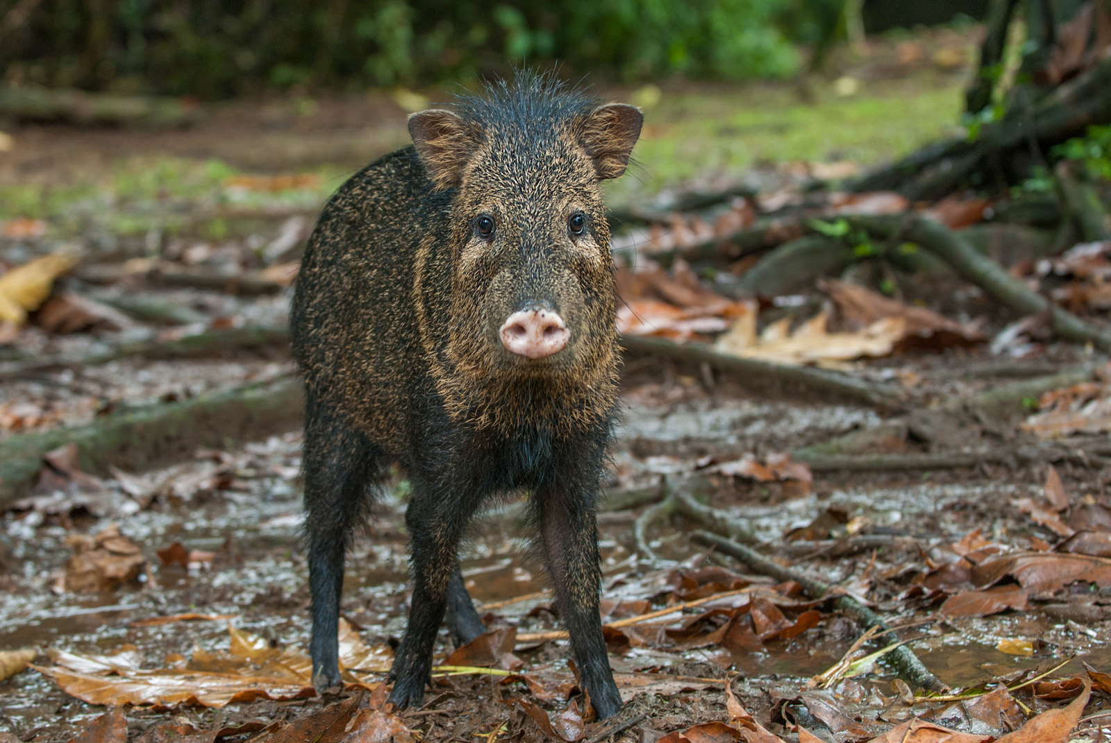 collared-peccary-facts-critterfacts