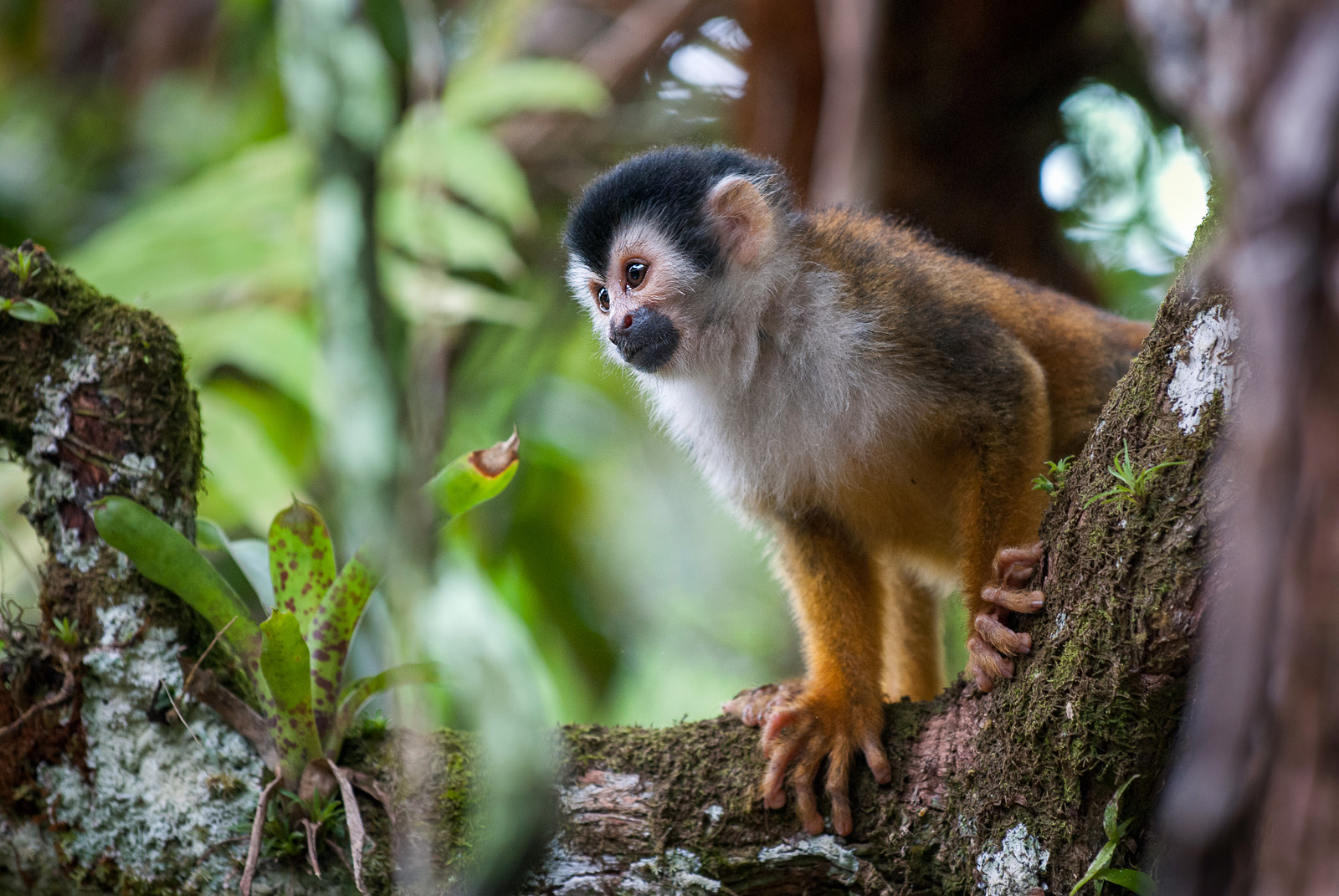 wild republic squirrel monkey