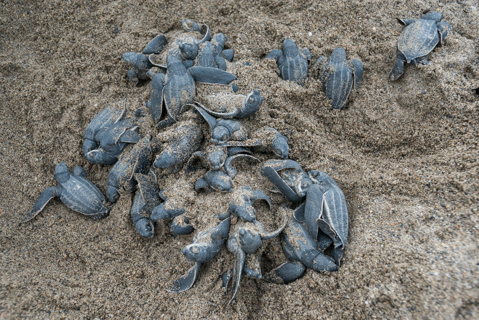 leatherback-nest-sean-crane-photography