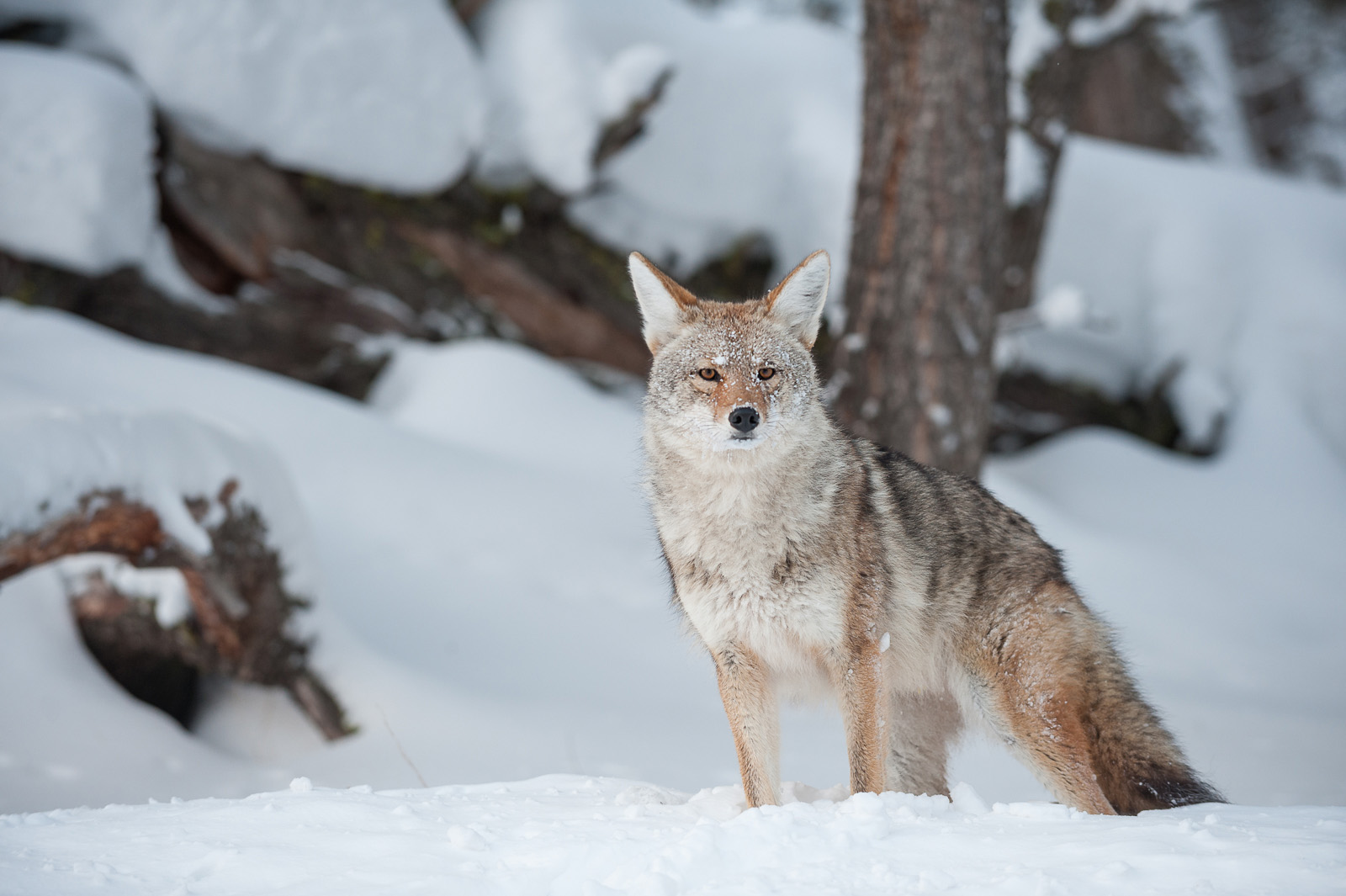 Coyote in Snow Sean Crane Photography