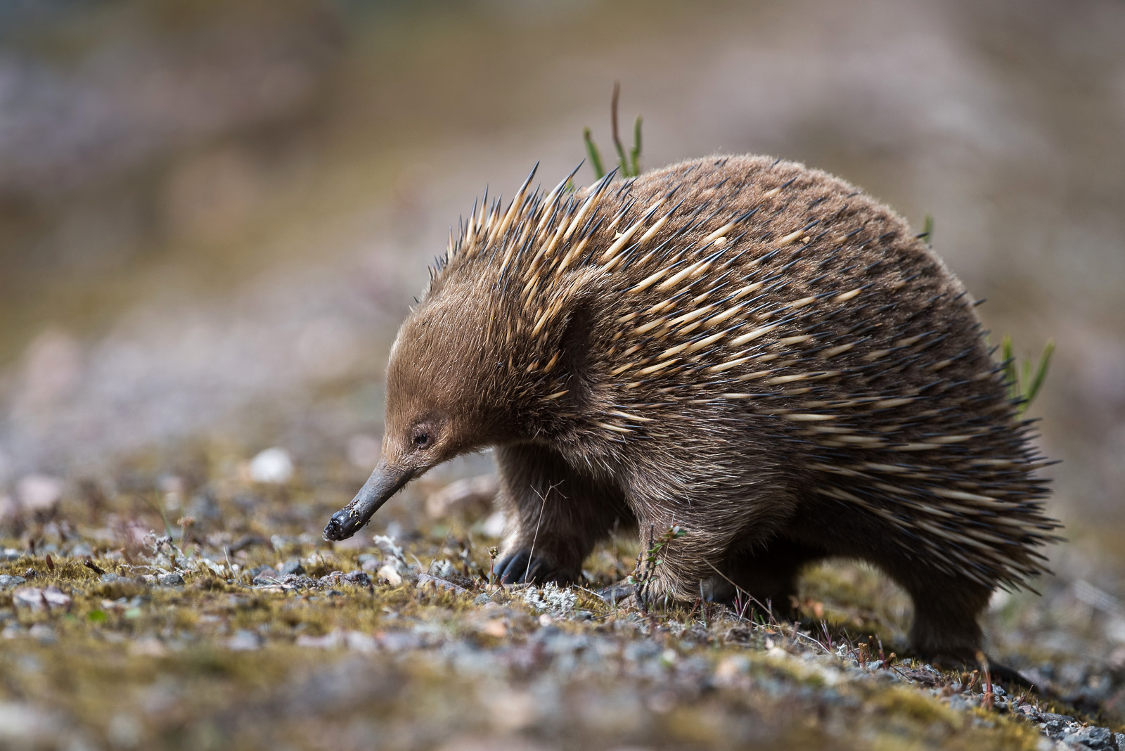 Short-Beaked Echidna | Sean Crane Photography