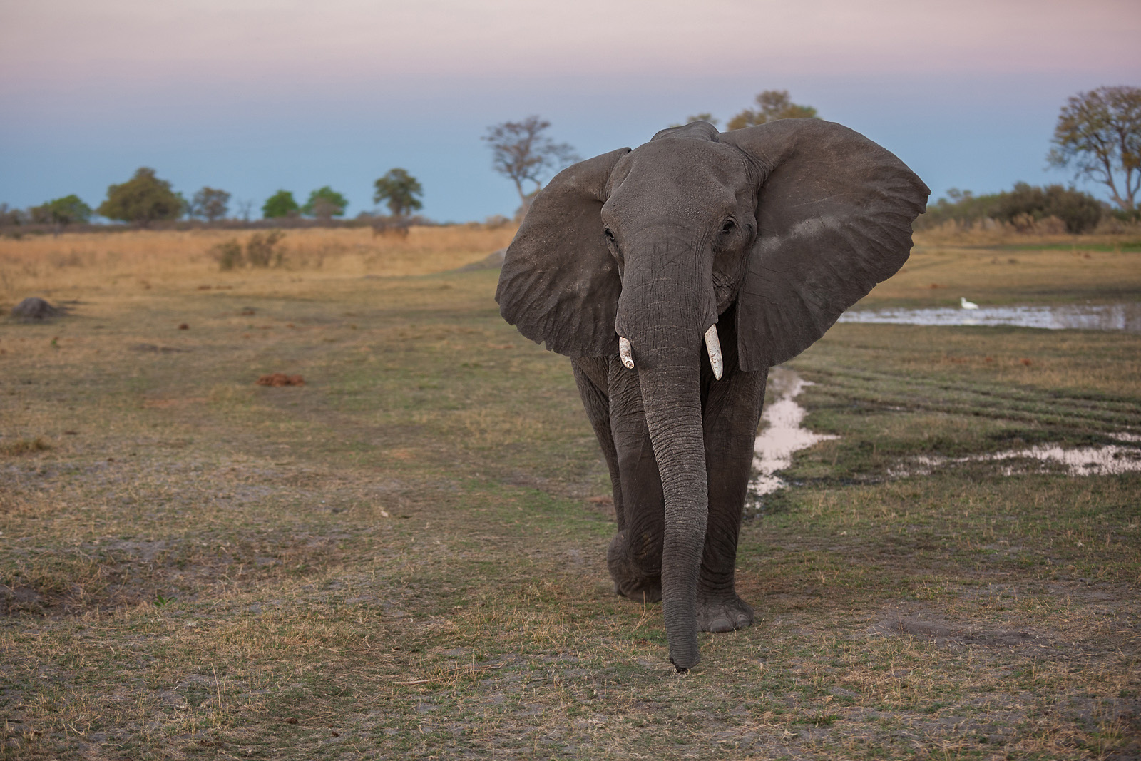 Charging Elephant | Sean Crane Photography