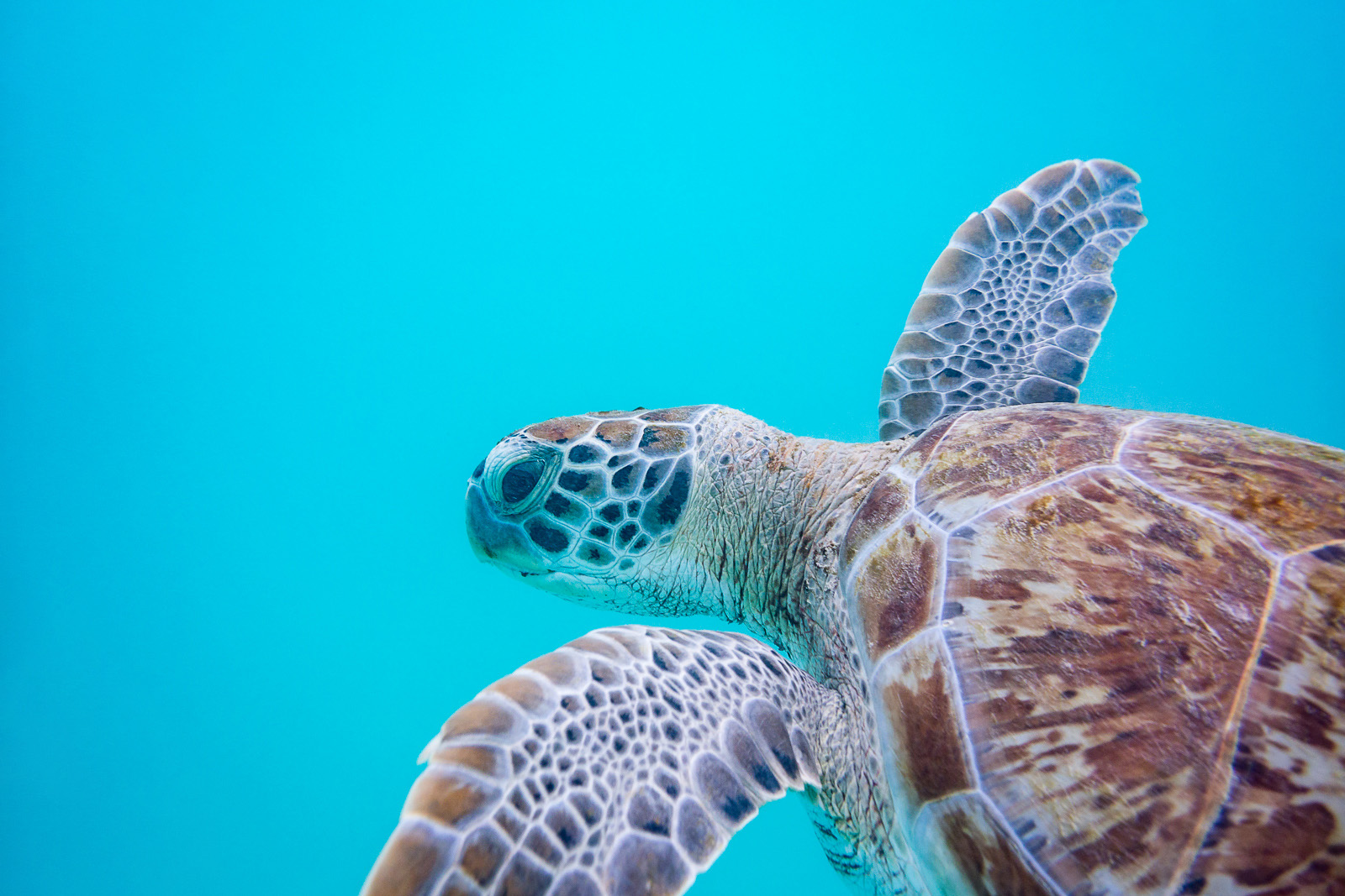 green-sea-turtle-sean-crane-photography