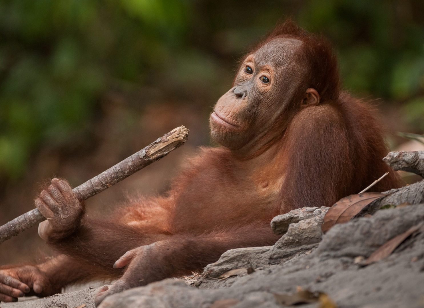 Juvenile Orangutan Sean Crane Photography
