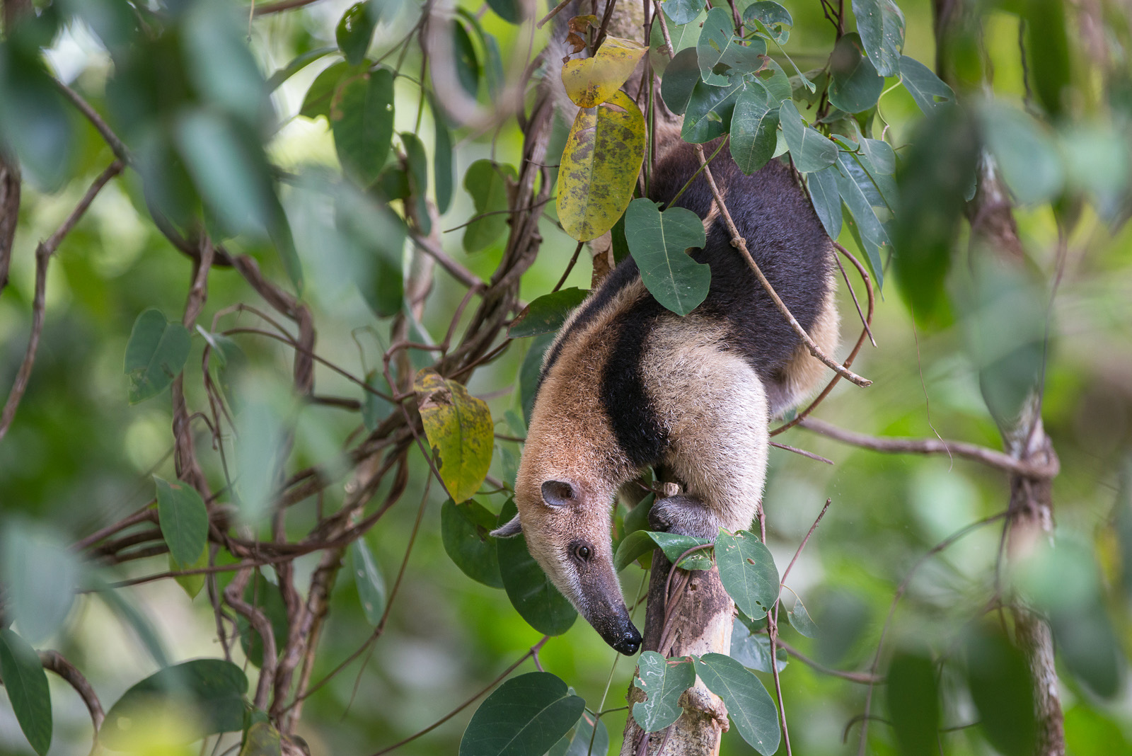 Northern Tamandua | Sean Crane Photography