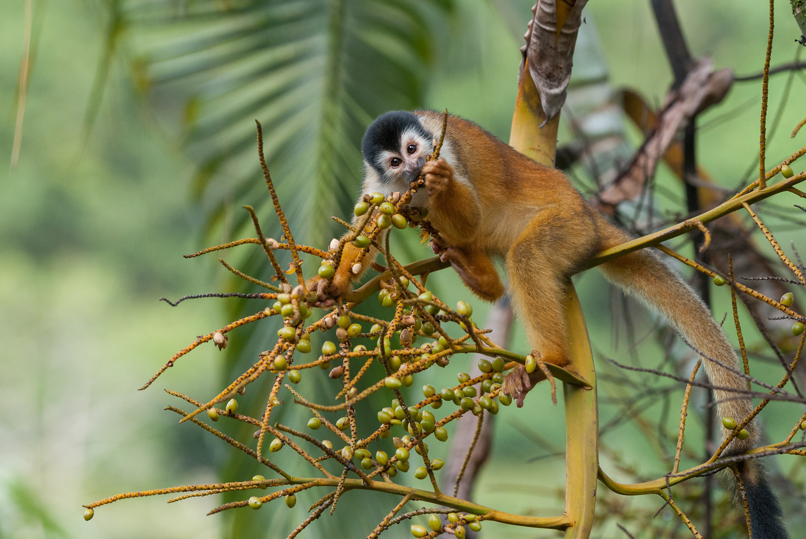 wild republic squirrel monkey