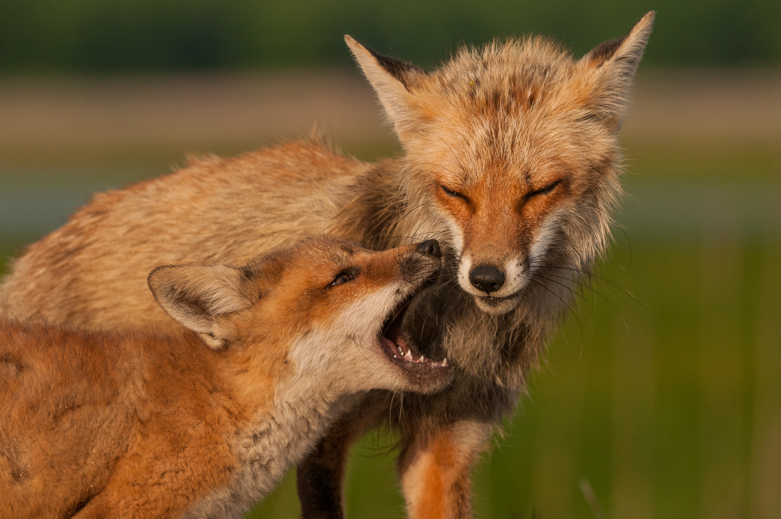 Red Fox Mom And Pup Sean Crane Photography