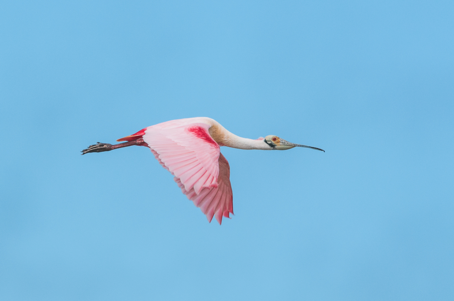 Roseate Spoonbill In Flight Sean Crane Photography