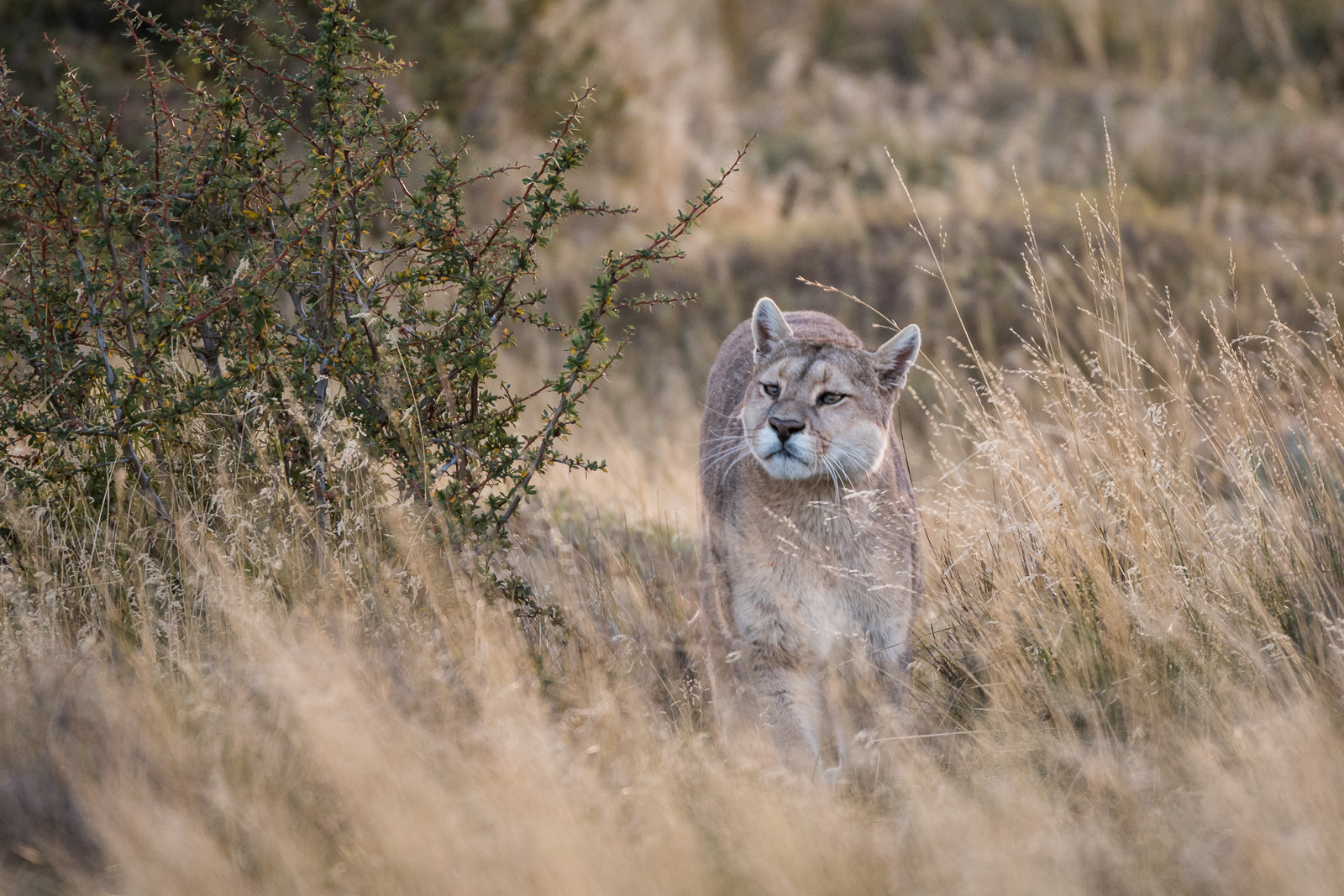 Puma Sean Crane Photography