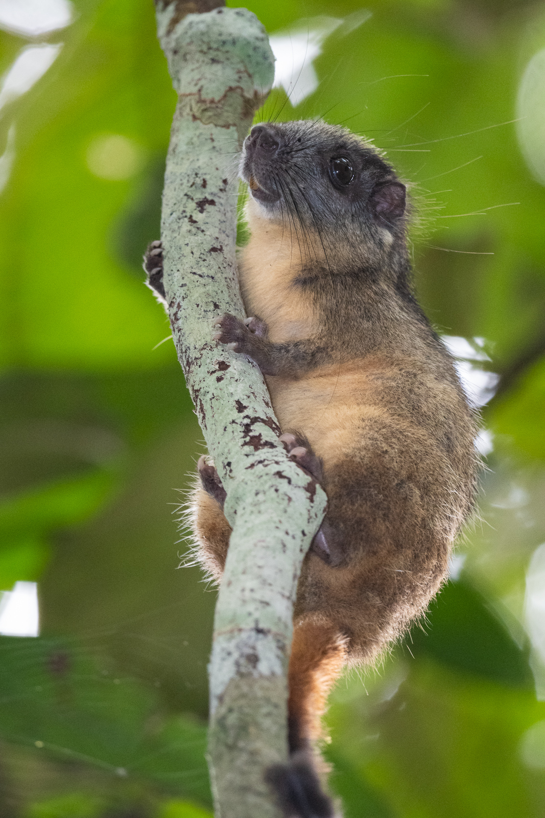 Yellow Crowned Brush Tailed Rat Sean Crane Photography