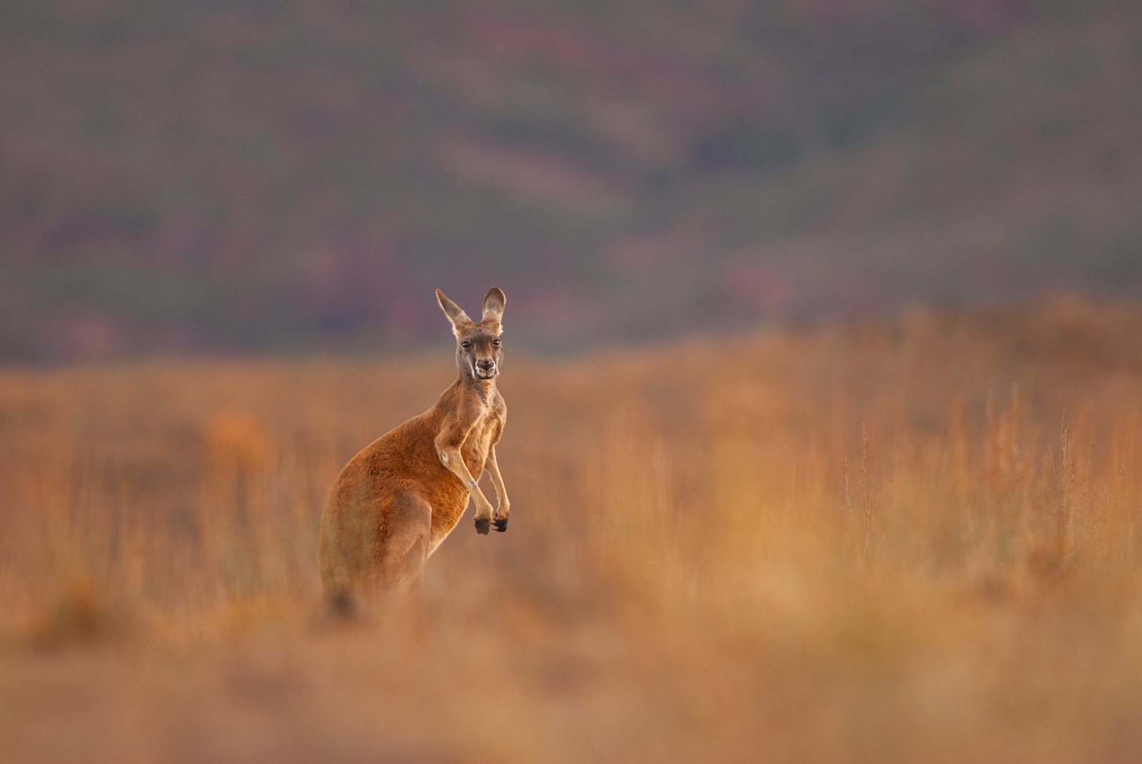 Red Kangaroo Sean Crane Photography