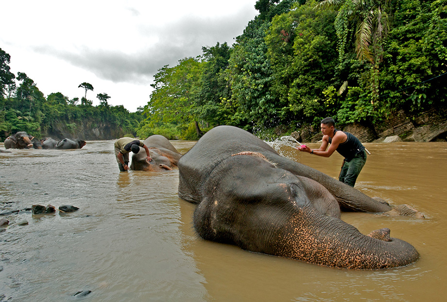 The Washing of the Elephants | Sean Crane Photography