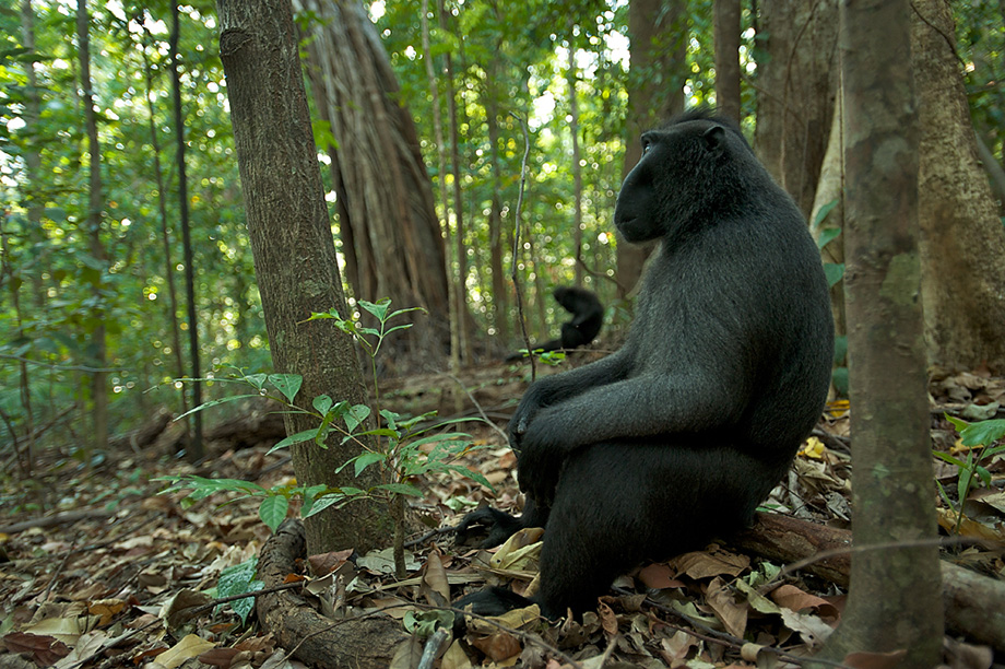 Black-Crested Macaques Resting In Forest | Sean Crane Photography