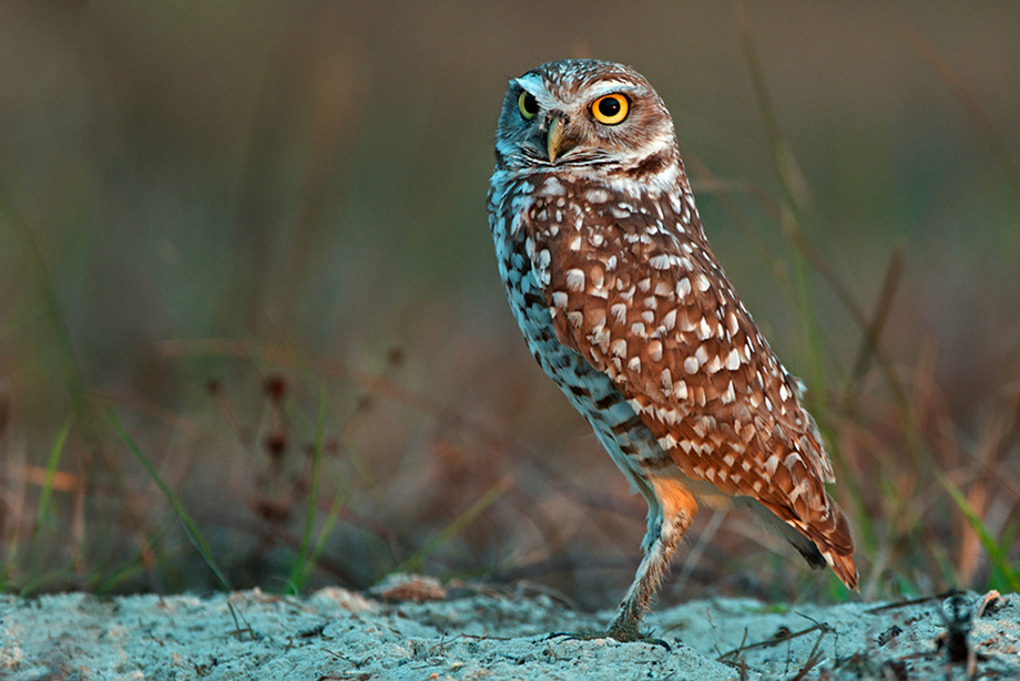 Burrowing Owl, Cape Coral, Florida | Sean Crane Photography