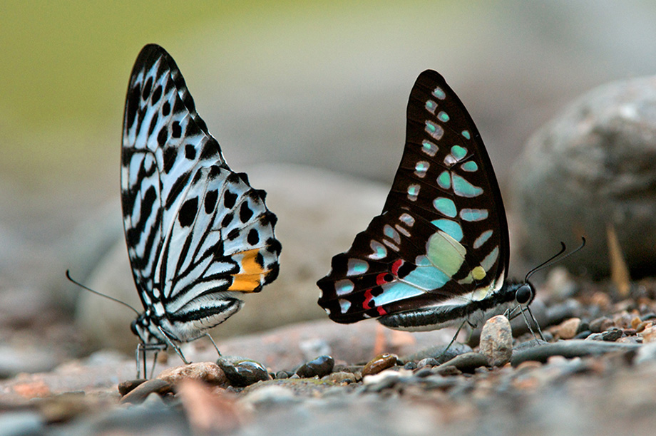 Butterflies, Sumatra