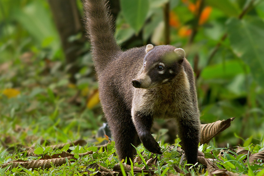 Coati, Costa Rica | Sean Crane Photography