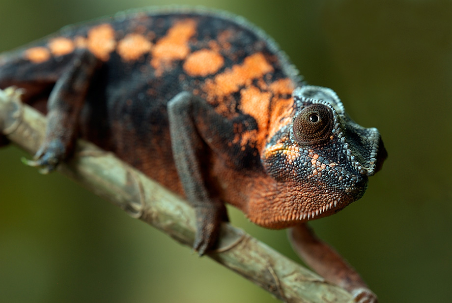 Female Panther Chameleon, Madagascar | Sean Crane Photography