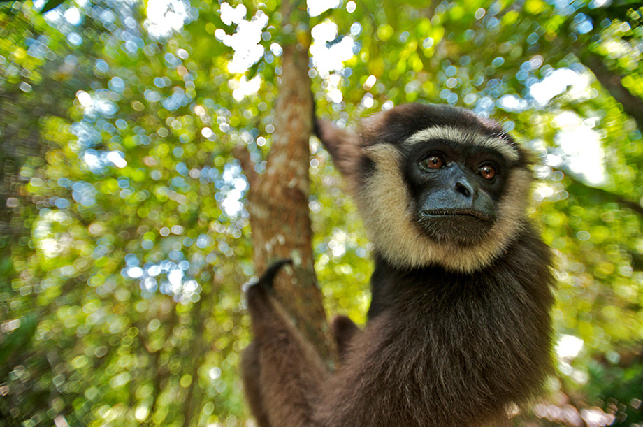 Agile Gibbon | Sean Crane Photography