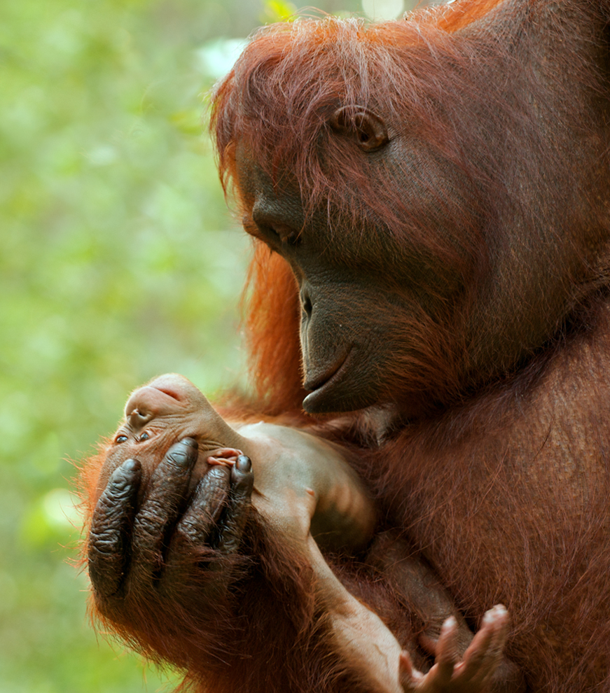 Baby Orangutan Pictures