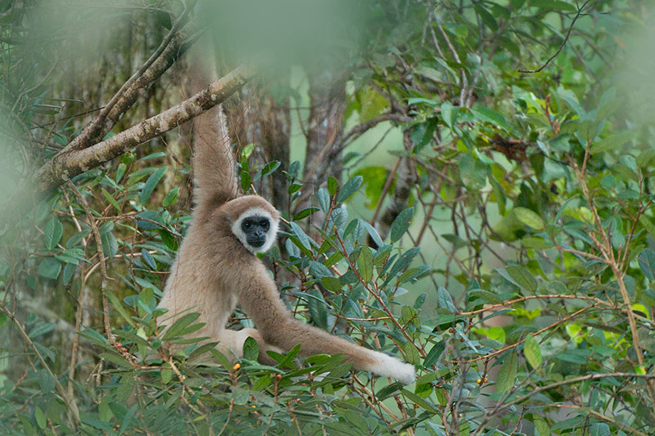 White-Handed Gibbon | Sean Crane Photography