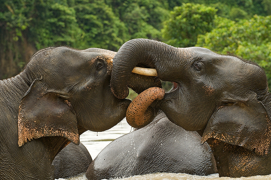 Asian Elephants Playing in River | Sean Crane Photography