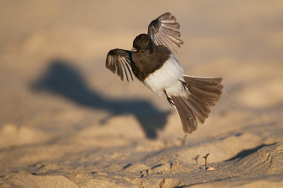 Black Phoebe