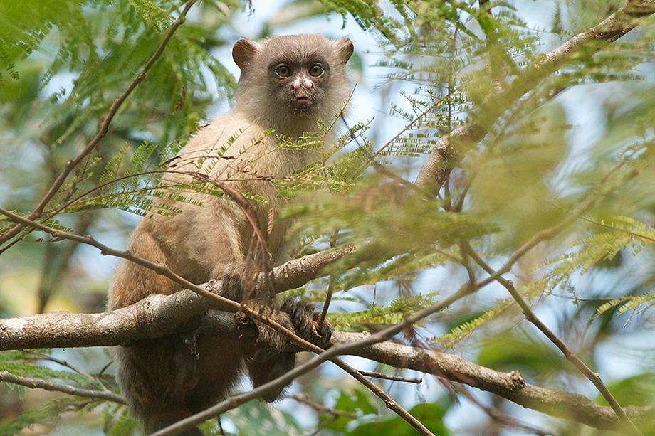 Black Tailed Marmoset