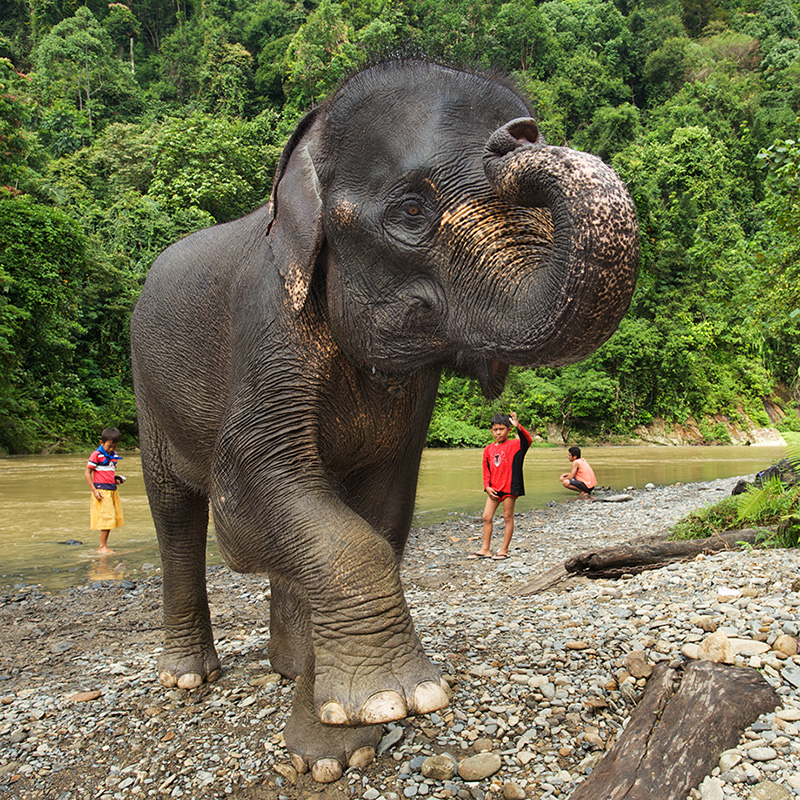 Elephants and Kids | Sean Crane Photography