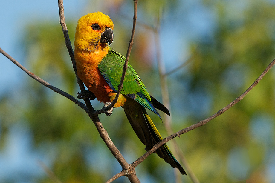 Brazil Parrots