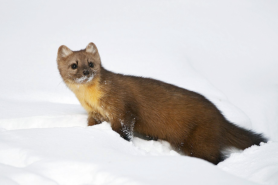 Marten Pics