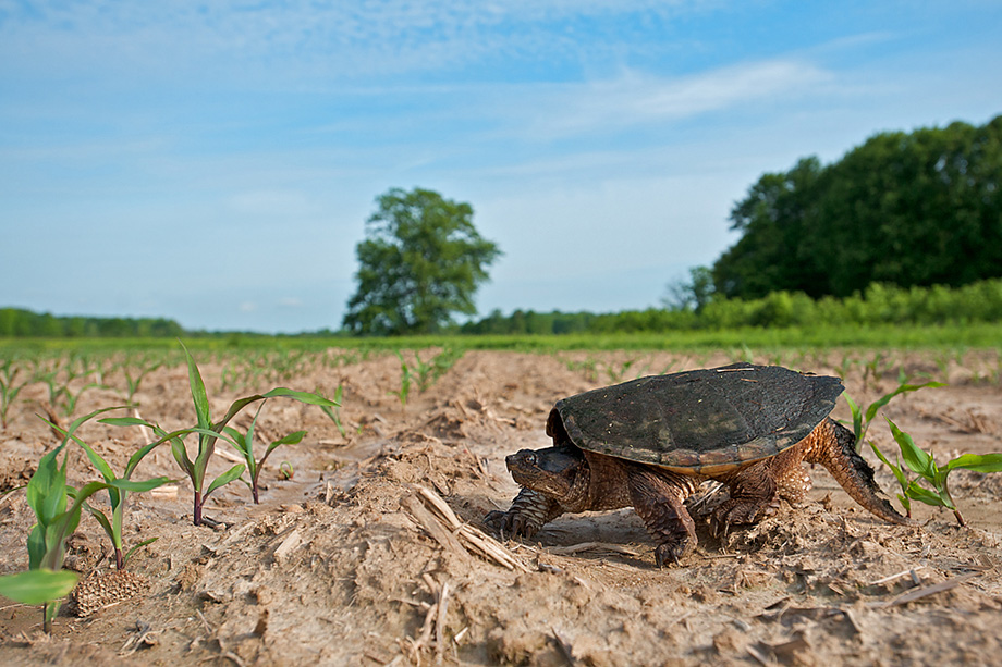 Snapping Turtle | Sean Crane Photography