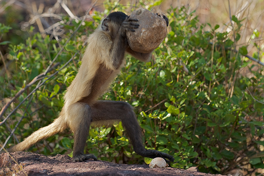 Tufted Capuchin “einstein” Monkey Sean Crane Photography