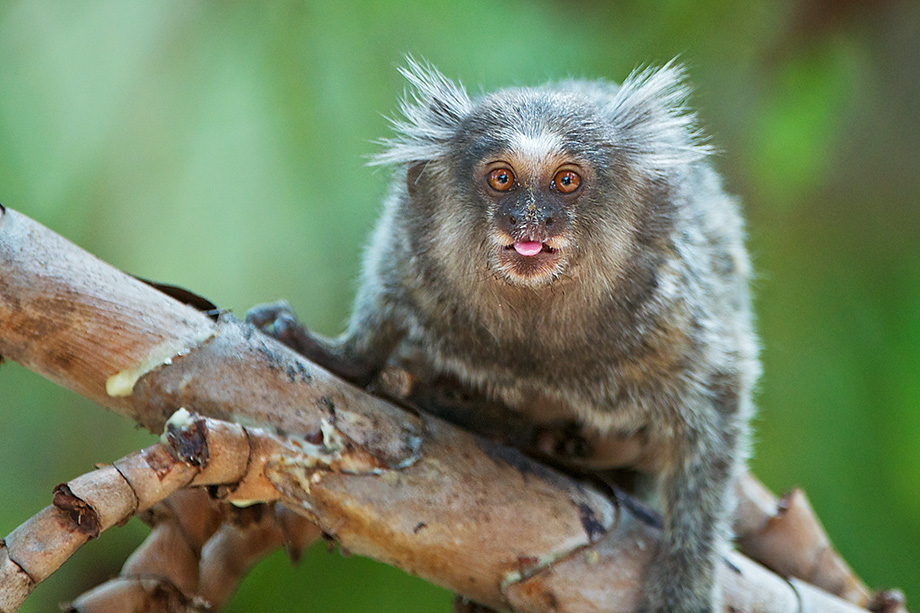 White-Tufted-Ear Marmoset | Sean Crane Photography