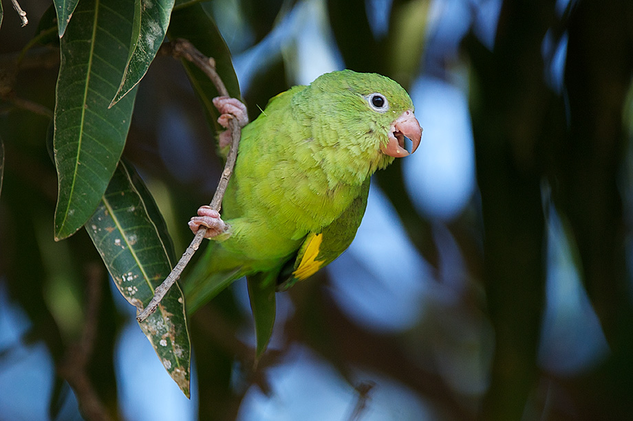 Brazil Parrots