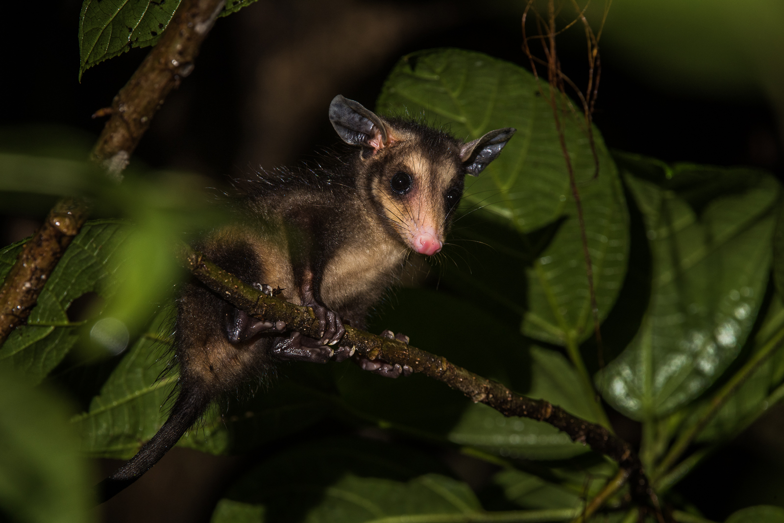 Four Eyed Possum * Soberania National Park, Panama.