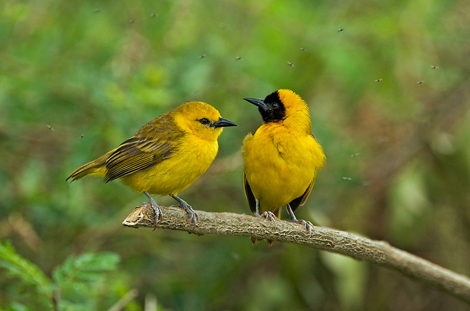 Про желтую птичку. Желтая птица. Птицы Уганды.