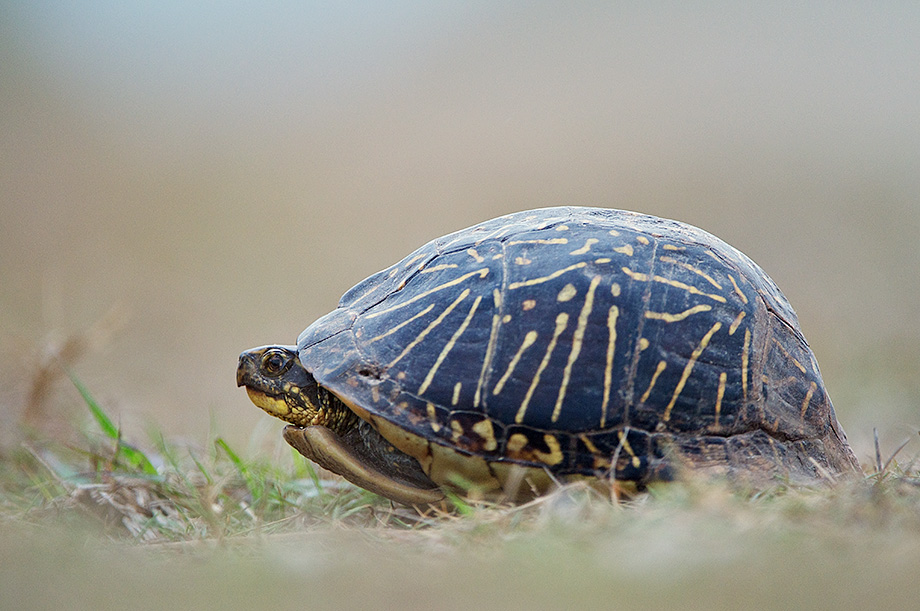 Florida Box Turtle | Sean Crane Photography