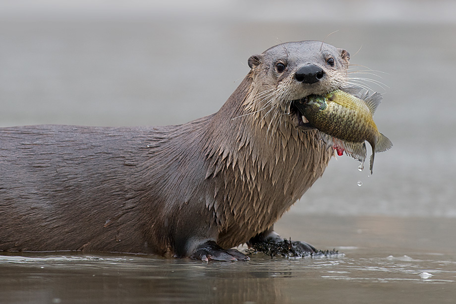 River Otter with Fish | Sean Crane Photography