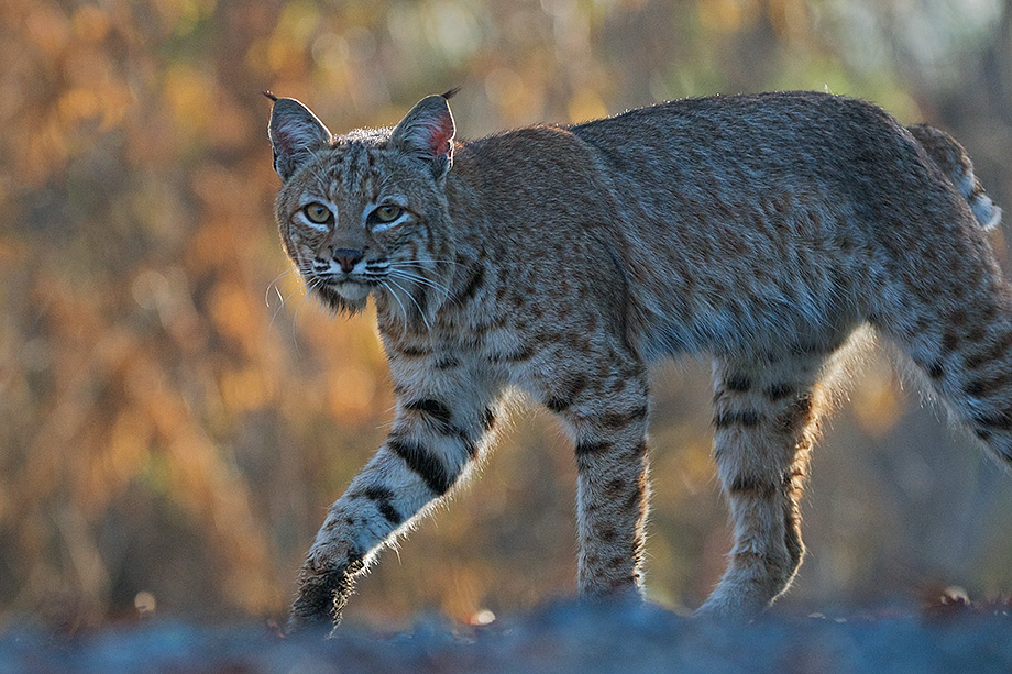 Bobcat | Sean Crane Photography