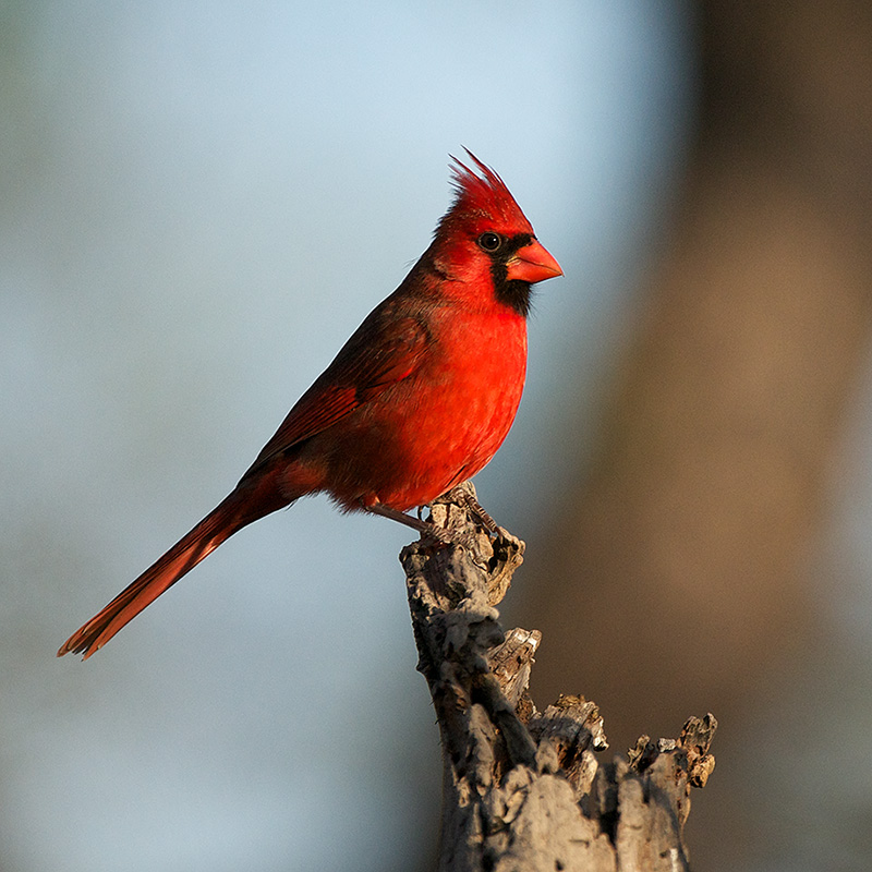 A Few Cardinals | Sean Crane Photography