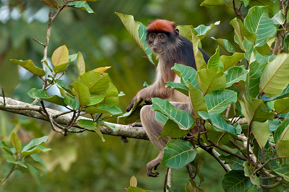 Red Colobus Monkey | Sean Crane Photography