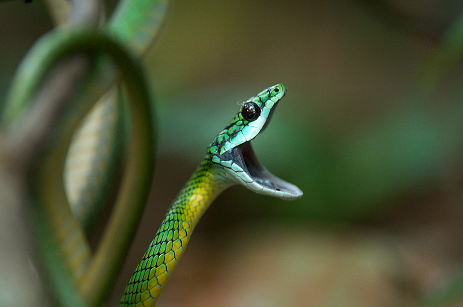 Parrot Snake With Injured Eye | Sean Crane Photography