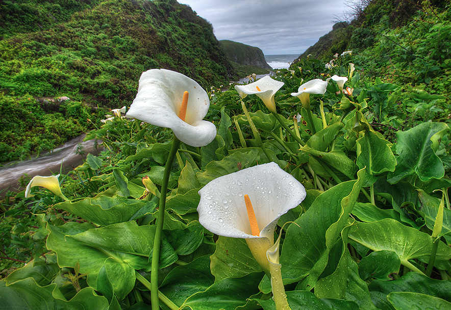 Каллы в саду фото оформление участка