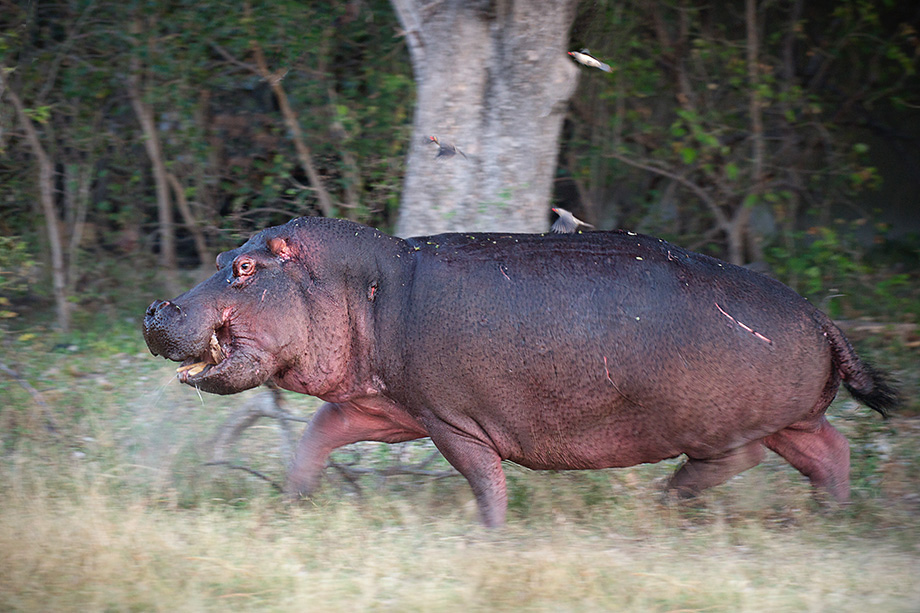 Hippo Running | Sean Crane Photography