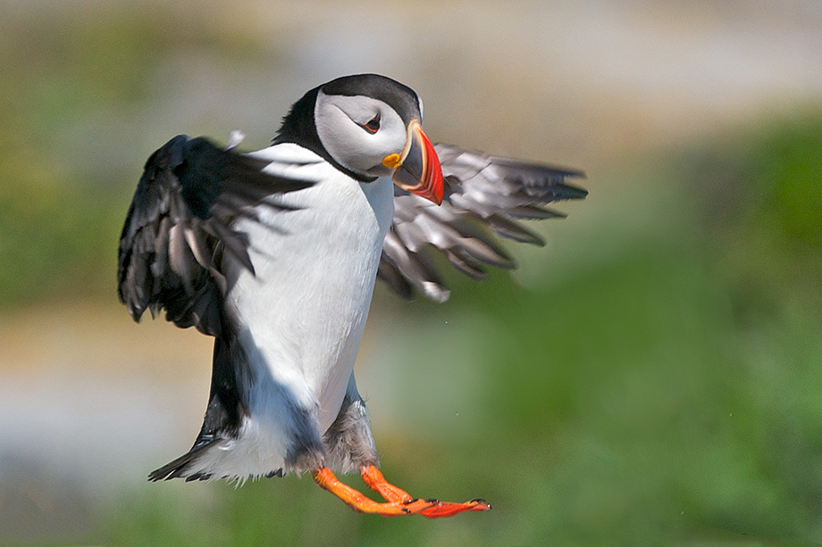 Atlantic Puffin Coming in for a Landing | Sean Crane Photography